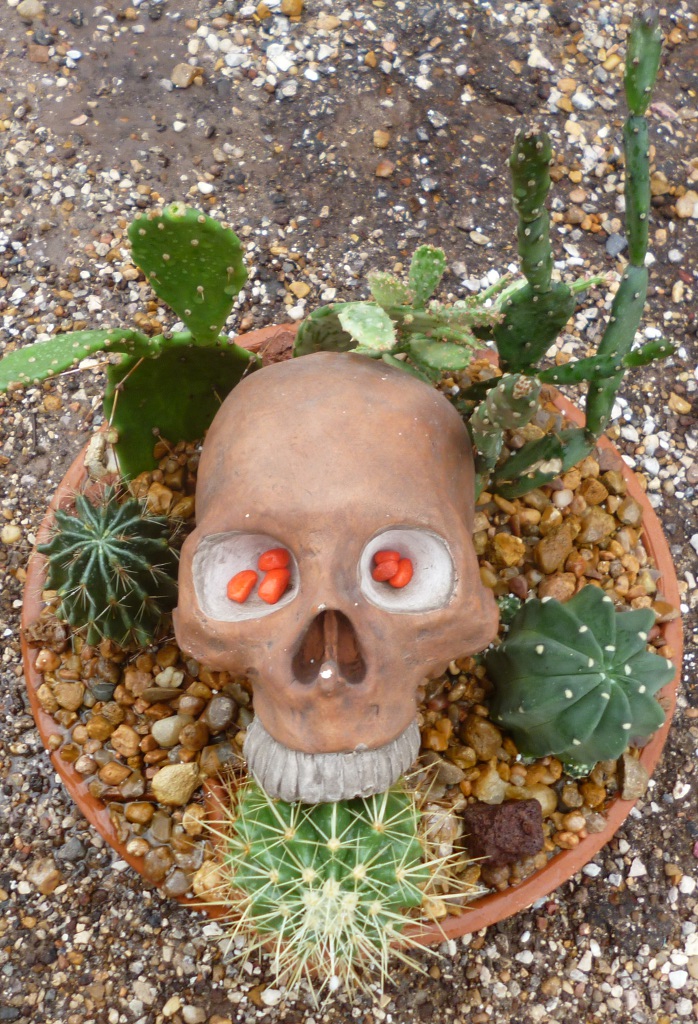 Skull Cactus Garden *Sold* The Cactus King